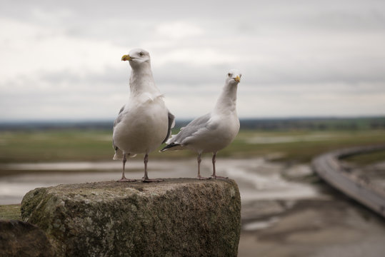 Two seagulls on Mont Saint Michel