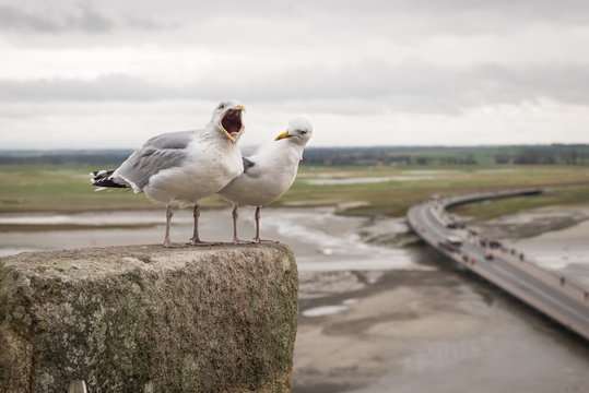 Two seagulls singing and screaming on Mont Saint Michel