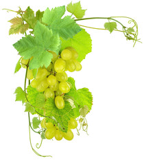 grappes de raisins blanc et vigne