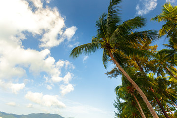 Fototapeta na wymiar coconut palm tree on sky background