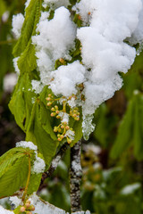 Schneebedeckte Kastanienblüten nach spätem Wintereinbruch