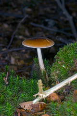 Mushroom in the forest floor