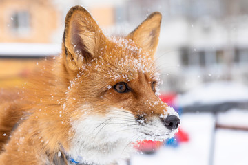 Fototapeta premium Curious domestic red fox