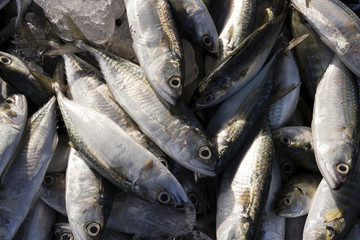 Closeup of fish on a market in Malaysia