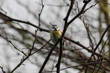 Blue Tit