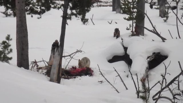 Coyote feeding on bison or buffalo carcus in snow in Yellowstone National Park.