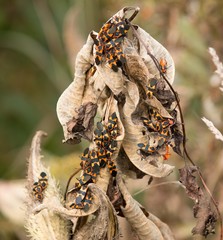milkweed bugs