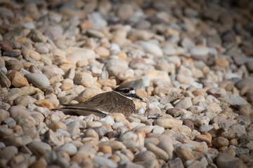 sandpiper nesting