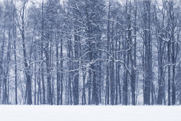 Trees covered in snow.