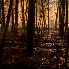 Obraz premium Night view of the trees in the park. In the distance can be seen a burning lantern.