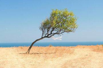Fototapeta na wymiar Single tree on a sea shore on sunny day. A white shirt hanged on the branch on the wind by the coast.