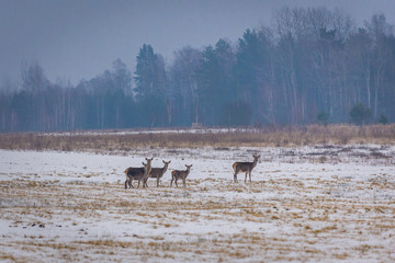 Herd of roe deers in Podlasie region of Poland