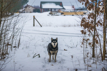 Dog on a snow in Podlasie region of Poland