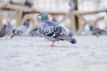 Isolated Grey Pidgeon