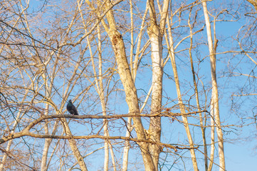 Bird on a Tree Branch