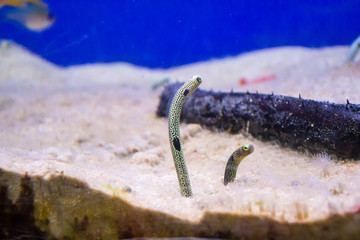 The marine animals and other inhabitants of the seas and oceans