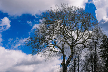 Bolshoi Tree without leaves against the blue sky