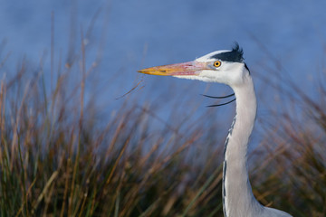 Portrait of a grey heron (Ardea cinerea).