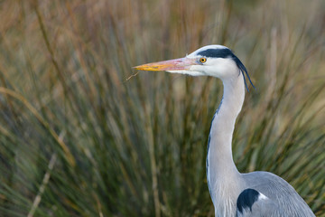 Portrait of a grey heron (Ardea cinerea).