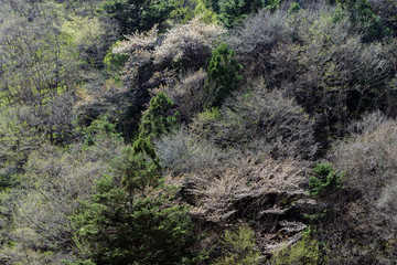 山桜