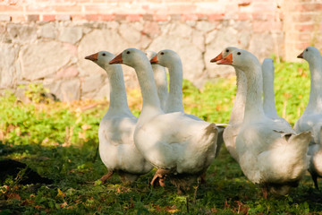 Group of white geese walking on a grass in a farm.