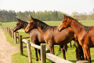 Group of brown horses on enclosure at the meadow pasture, standing side by side.