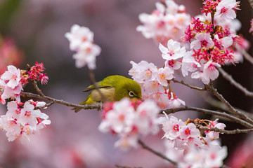 The Japanese White-eye.The background is cherry blossoms(Japanese name is Kanzakura). Located in Tokyo Prefecture Japan.