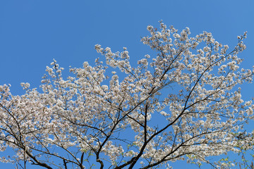 桜の木
