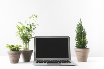 laptop with blank screen and beautiful home plants in pots on white