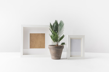 beautiful green potted plant and empty photo frames on white