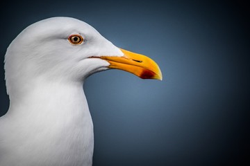 Seagull Portrait