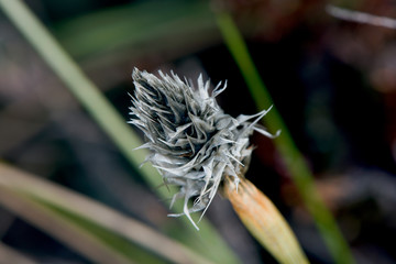 Gray faded grass flower
