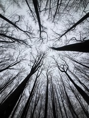 Looking Up at Bare Forest Trees 