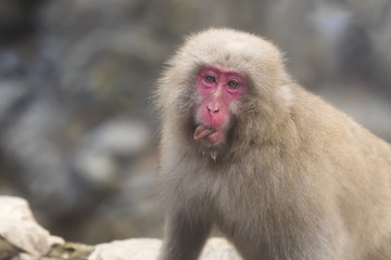 Japanese macaque sticking tongue out