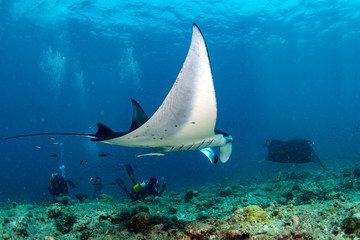 Manta in the blue ocean background portrait