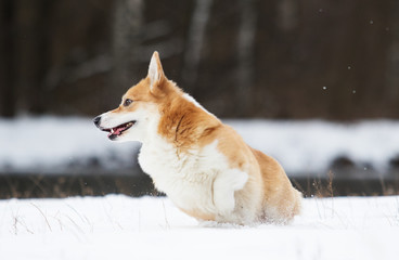 Naklejka na ściany i meble dog in the winter park