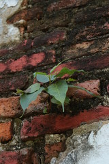 レンガの壁に生えた草