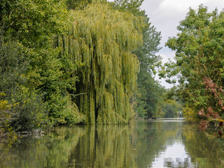 Old willow and other trees near water in Marais Poitevin Natural Regional Park
