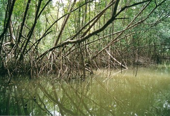 Mangrove de la baie de Genipa. Martinique