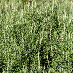 Rosemary plant / lush rosemary hedge in sunlight 