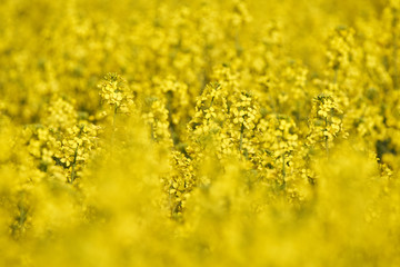 Canola flowers in closeup