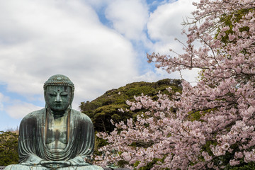 The Great Buddha in Kamakura Japan.The foreground is cherry blossoms.Located in Kamakura, Kanagawa Prefecture Japan.