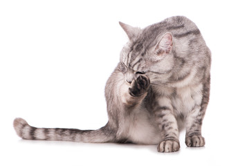 Getigerte Katze schleckt sich die Pfote