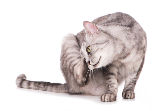Getigerte Katze kratzt sich - isoliert auf weißem Grund