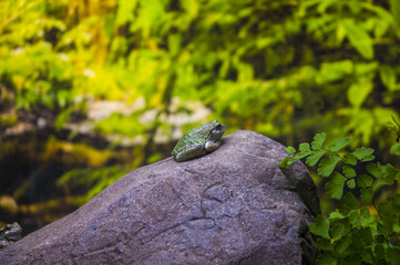 Frog on the stone in the park