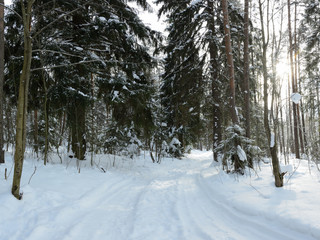 a forest winter road covered with snow