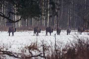 Free living herd of wisents on the edge of Bialowieza Forest in Podlasie region, Poland