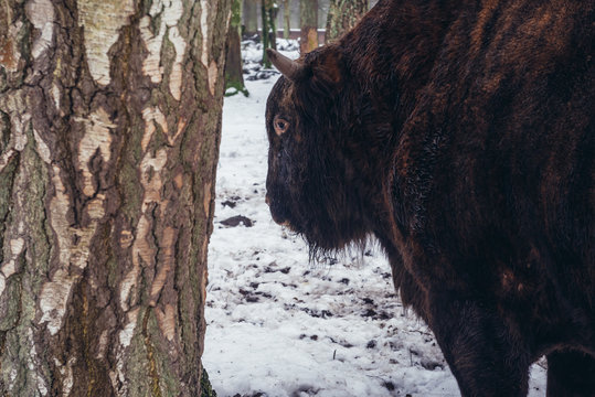 Zubron - hybrid of cattle and wisent in show reserve of Bialowieza Forest National Park in Poland