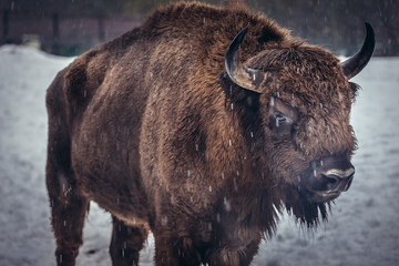 Portrait of European bison on the snow in Bialowieza Forest National Park in Poland