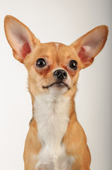 Chihuahuas dog in studio on a white background